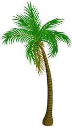 rumorills-palm.jpg
